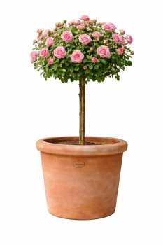 Preview: Pot haut cylindrique en terre cuite d’Impruneta – élégance classique et artisanat italien